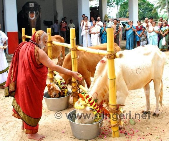 Go Puja by the Jagadguru on Bali Padya Day