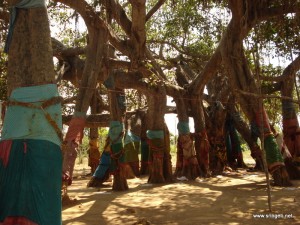 Vamsapaari trees